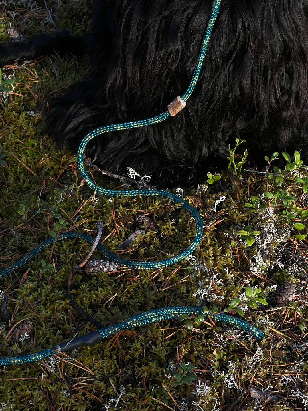 Retrieverkoppel Aurora