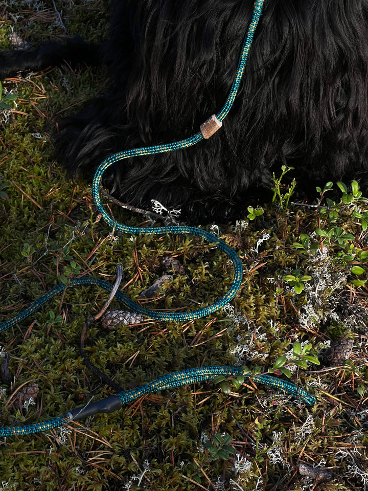 Retrieverkoppel Aurora