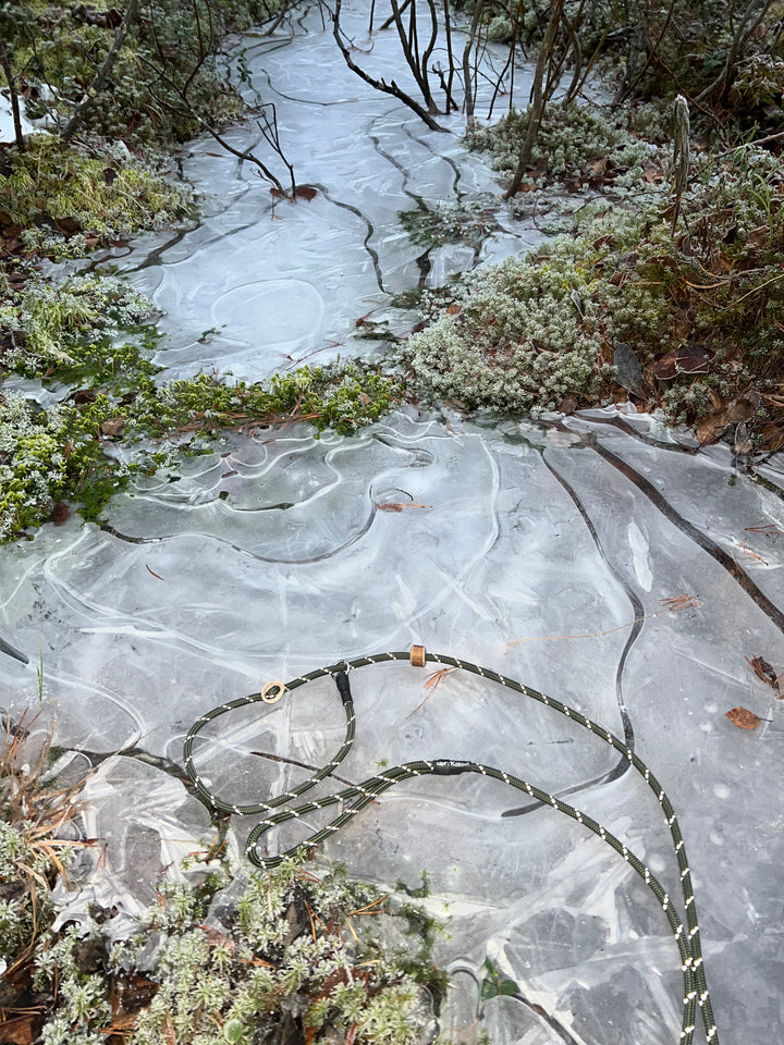 Retrieverkoppel Glowing Forest